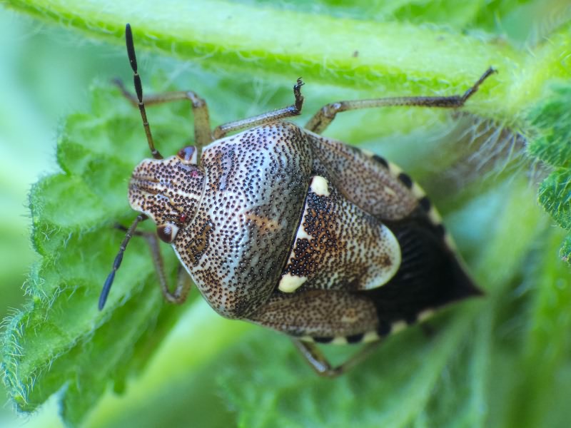 Stagonomus amoenus (Brulle, 1832)